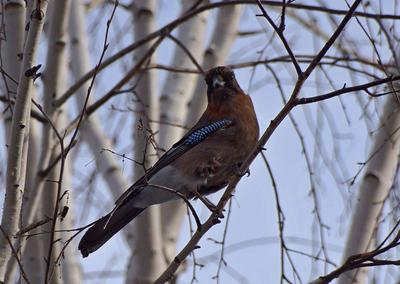 Весенние птицы в Красноярске: kubazoud — LiveJournal
