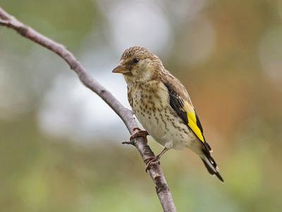 В красноярском заповеднике сфотографировали редкую птицу