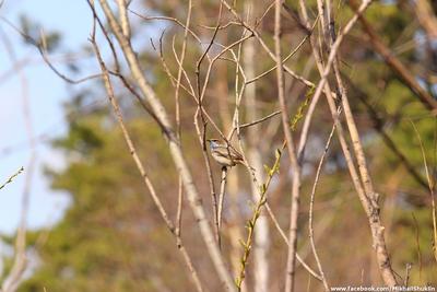На юге Красноярского края сфотографировали редкую птицу — Новости  Красноярска на 7 канале
