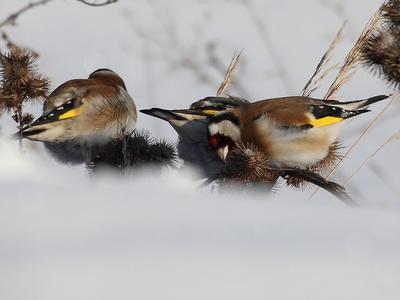 Неизвестные убивают птиц клеевыми ловушками на правом берегу Красноярска