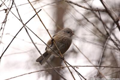 25 птиц на Столбах. Руководство по бёрдвотчингу - Афиша Красноярска
