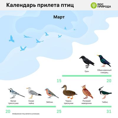 Редкие водоплавающие птицы Москвы - Агентство городских новостей «Москва» -  информационное агентство