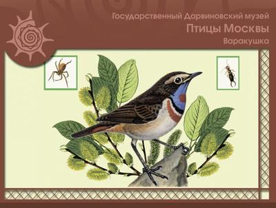 Птицы встречающиеся в апреле в Москве