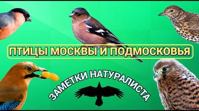 Птицы Москвы и Подмосковья - купить по выгодной цене | #многобукаф.  Интернет-магазин бумажных книг