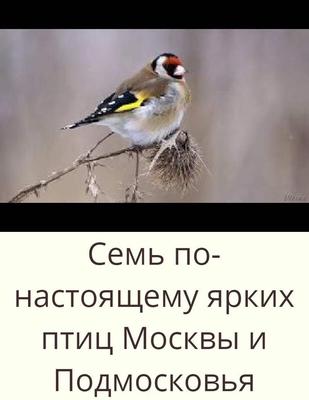 Книга \"Птицы Москвы и Подмосковья\" | Путешествия. Природа. Походы | Дзен