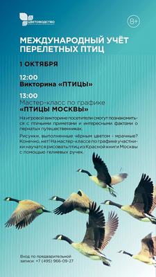 Птицы в центре Москвы