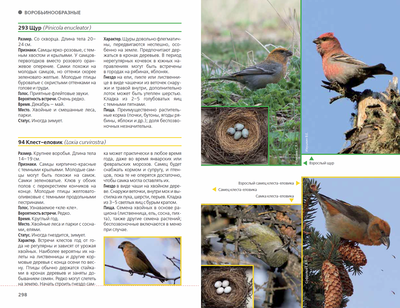 Иллюстрация 28 из 42 для Птицы Москвы и Подмосковья. Полный определитель -  Василий Вишневский | Лабиринт - книги.