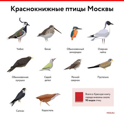 Птицы московской области - 77 фото