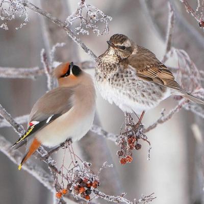 Названы птицы, которые перестали улетать на зиму из Московского региона - В  регионе - РИАМО в Реутове