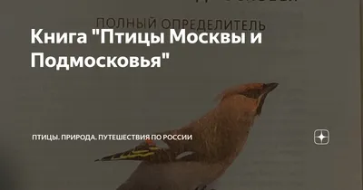 Программа птицы Москвы и Подмосковья | Атлас птиц Москвы — зимний период