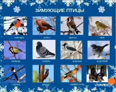 Программа птицы Москвы и Подмосковья | Главная