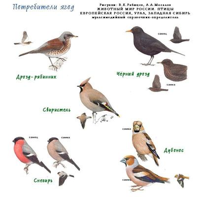 Птицы Новосибирской области фото