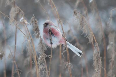 Птицы новосибирской области - 70 фото