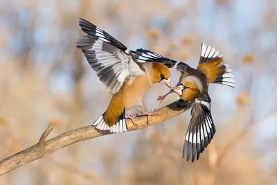 Необычных птиц заметили в Новосибирской области | Новости – Gorsite.ru