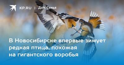 В Новосибирске впервые зимует редкая птица, похожая на гигантского воробья  - KP.RU