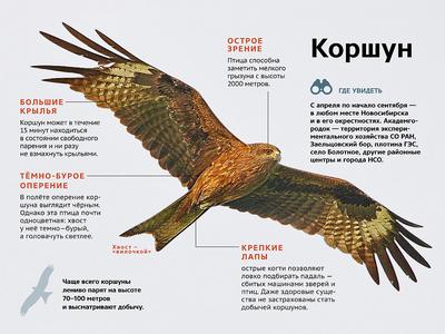 Кряква, чайка и рябинник: топ городских птиц Новосибирска