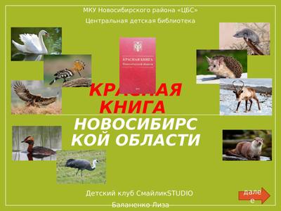 В Новосибирской области начался сезон миграции птиц на юг | ОБЩЕСТВО | АиФ  Новосибирск