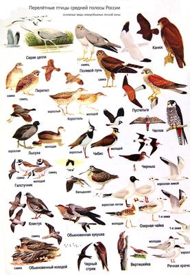 Птицы Новосибирска и Новосибирской области - фото с названиями и описанием