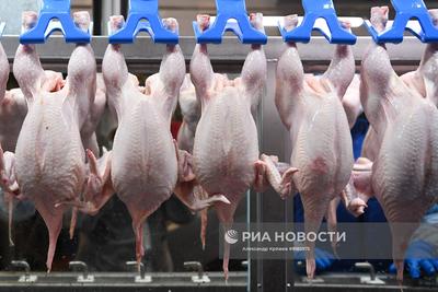 Минсельхоз подтвердил уменьшение поголовья птицы в Новосибирской области -  Новости Новосибирска - om1.ru