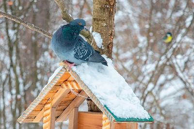 Новосибирцы нашли в снегу редкую перелётную птицу - Вести Новосибирск