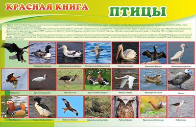 Сороки прилетели: появление каких птиц в Новосибирске говорит о весне |  ОБЩЕСТВО | АиФ Новосибирск