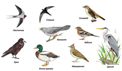Диких животных и птиц Новосибирской области посчитают