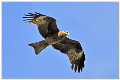 Перелетные птицы новосибирской области - 66 фото