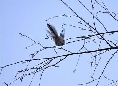 Птицы НСО | Черноухий коршун – Milvus lineatus