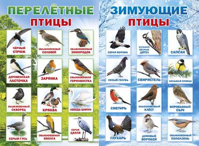 Перелетные птицы новосибирской области - 66 фото