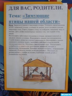 Птицы-поварёшки залетели в Новосибирск | VN.RU