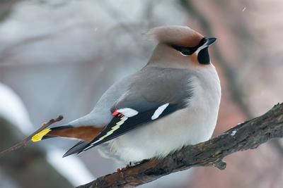 Комитет по природопользованию призывает петербуржцев заботиться о птицах -  Официальный сайт Администрации Санкт‑Петербурга