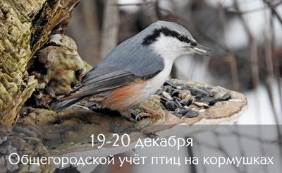 В Петербург возвращаются перелетные птицы | Телеканал Санкт-Петербург