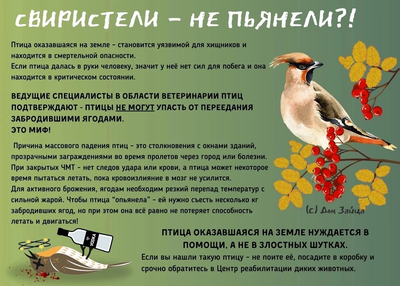 Завтра в Питере - Птицы Санкт-Петербурга зимой. | Facebook