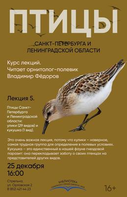 Перелетные птицы улетают из Петербурга и Ленобласти - 25 августа 2023 -  ФОНТАНКА.ру