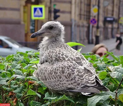 Какие птицы зимуют в Санкт-Петербурге и области: 10 самых распространенных  (с фотографиями) | Маленькие открытия | Дзен
