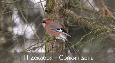 Белую птицу поймали школьники в Петербурге - 23 января 2023 - ФОНТАНКА.ру