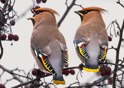Поймать птицу счастья за хвост: фотограф показал редких пернатых Петербурга