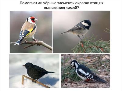 Редкие птицы Санкт-Петербурга. Раскраска | Дефектология Проф