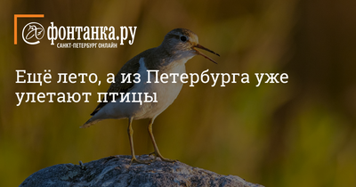 Разбираемся в видах чаек и какие чайки живут в Петербурге