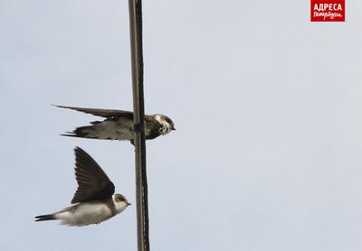 В петербургском парке фотограф-натуралист снял, как «птицы-цыгане» потрошат  шишки — Мегаполис