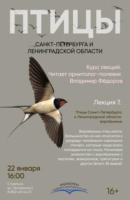 Каких редких птиц можно встретить на территории Петербурга - Российская  газета
