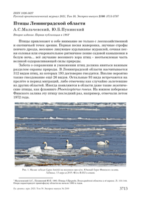 В Петербург возвращаются скворцы, чибисы, зяблики и другие перелетные птицы  | Телеканал Санкт-Петербург