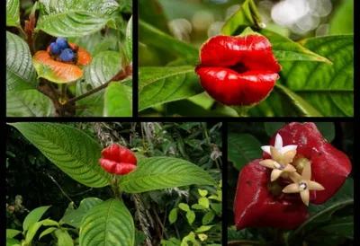 Растения в тропиках Южной Америки Стоковое Изображение - изображение  насчитывающей ведущего, зодчества: 168159725