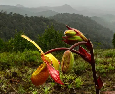 Растения в тропиках Южной Америки Стоковое Фото - изображение насчитывающей  мексиканско, майяский: 168159518