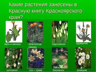 Растения Краснодарского Края Фото И Описание – Telegraph