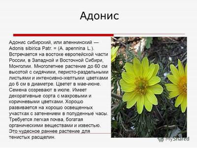 В парке «Ергаки» есть растение, попавшее в Красноярский край более миллиона  лет назад