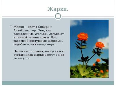 В Красноярском крае расцвели краснокнижные орхидеи раньше обычного срока  впервые за 20 лет - ТАСС