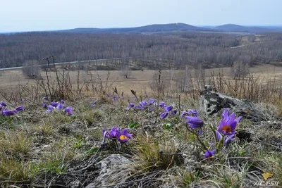 Новосибирский натуралист обнаружил редкий цветок с именем древнегреческой  нимфы 18 мая 2022 г. - 19 мая 2022 - НГС.ру