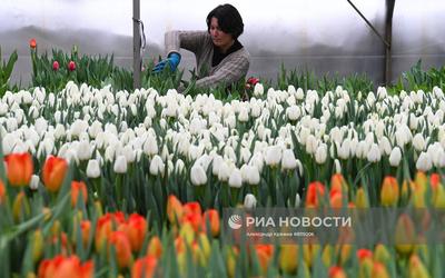 Краснокнижные растения новосибирской области - 80 фото