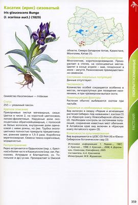 Подготовка тюльпанов к 8 марта в Новосибирской области | РИА Новости  Медиабанк